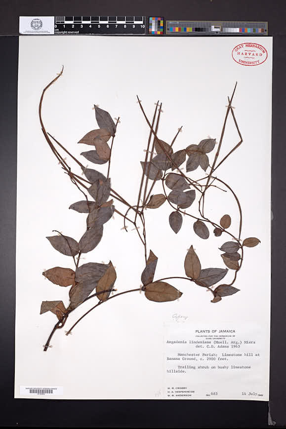 Angadenia lindeniana image