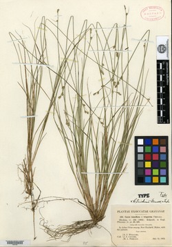 Carex trichina image