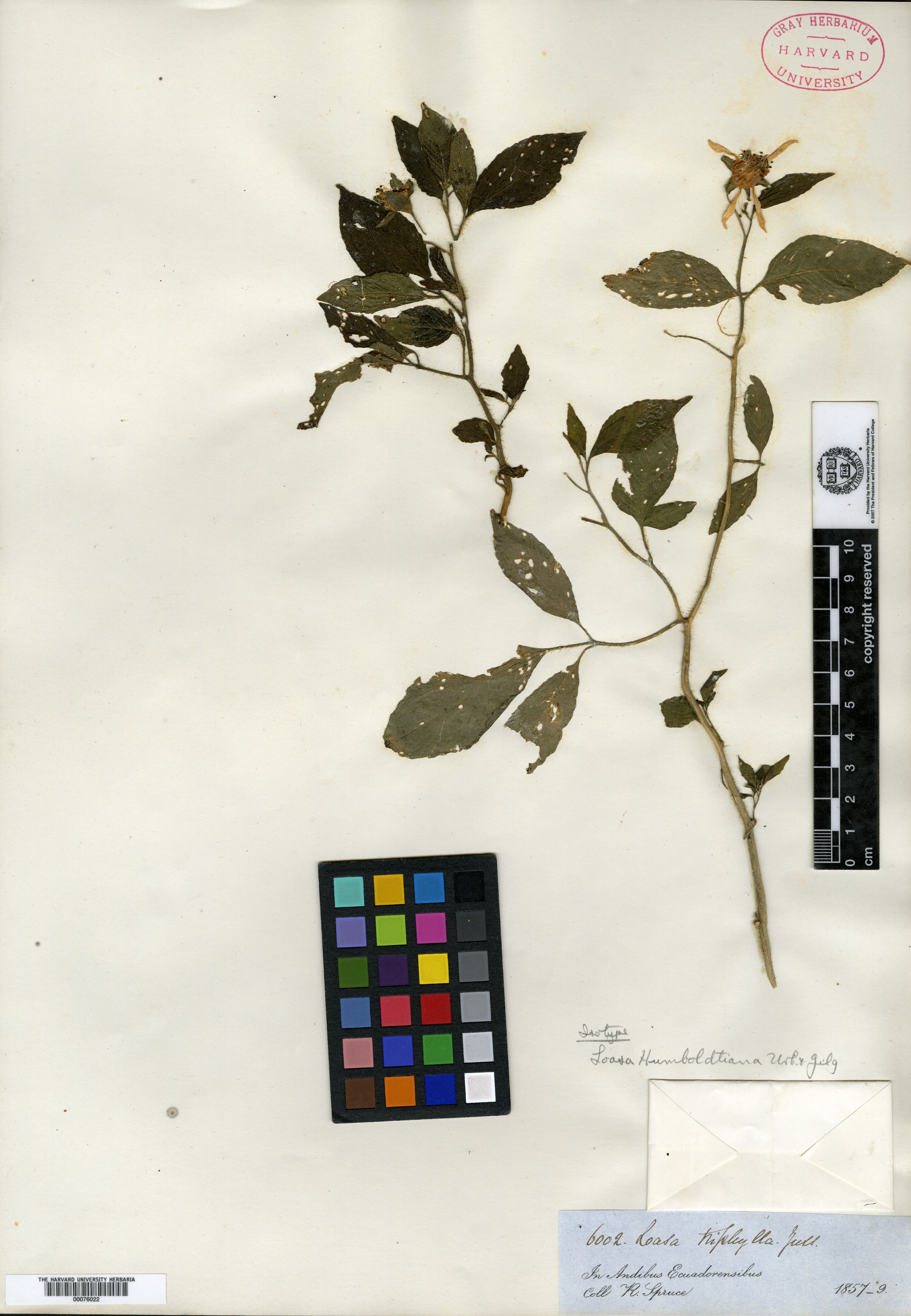 Mentzelia bartonioides image