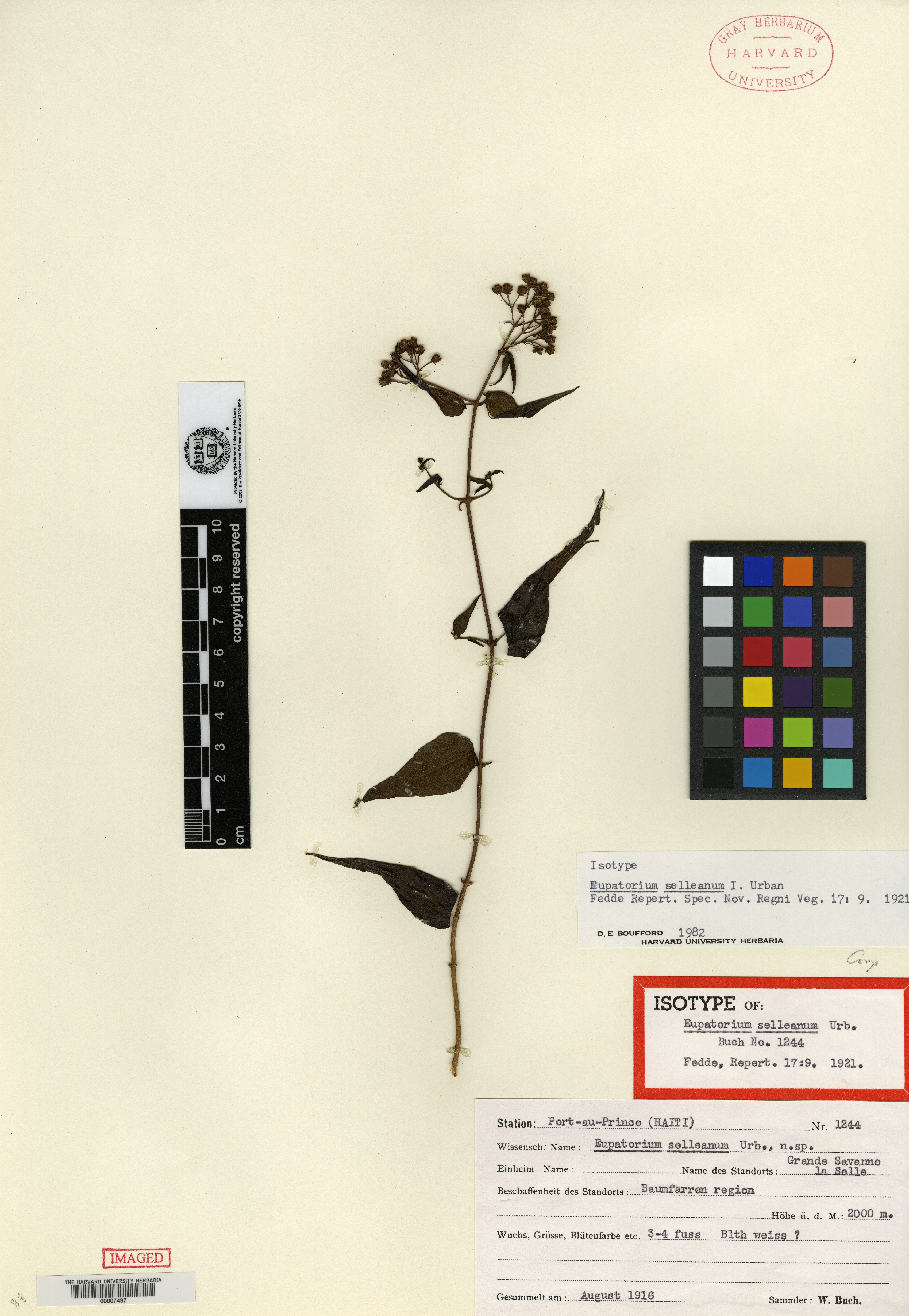 Koanophyllon selleanum image