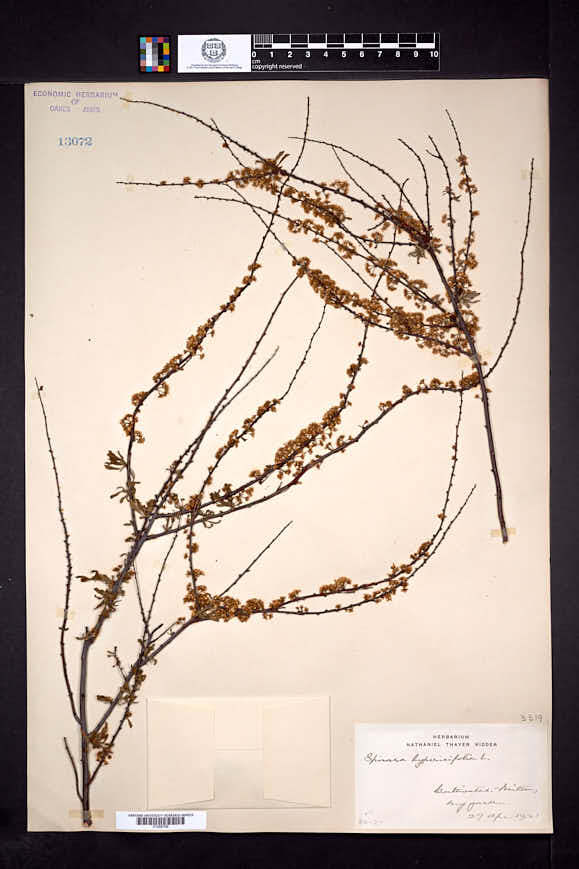 Spiraea hypericifolia image