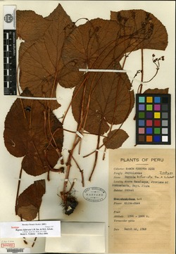 Begonia bifurcata image