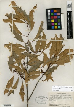 Quercus canbyi image