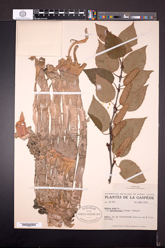 Betula papyrifera var. commutata image