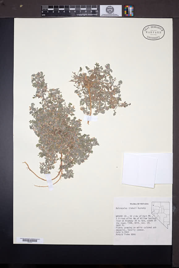 Astragalus tiehmii image