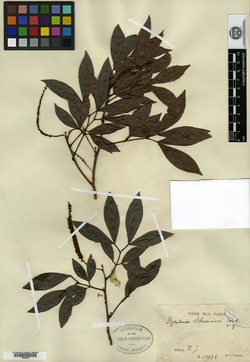 Pseudopiptadenia schumanniana image