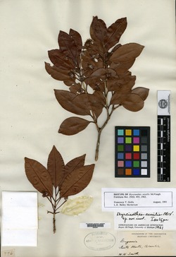 Myrtus aneityensis image