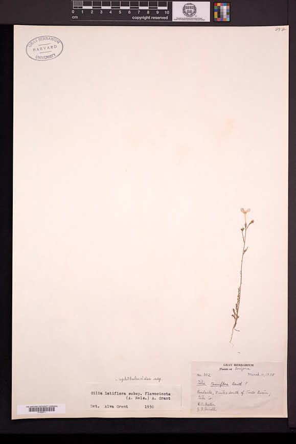Gilia flavocincta image