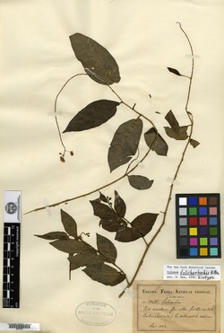 Solanum dolichorhachis image