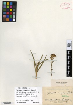 Vernonanthura cupularis image