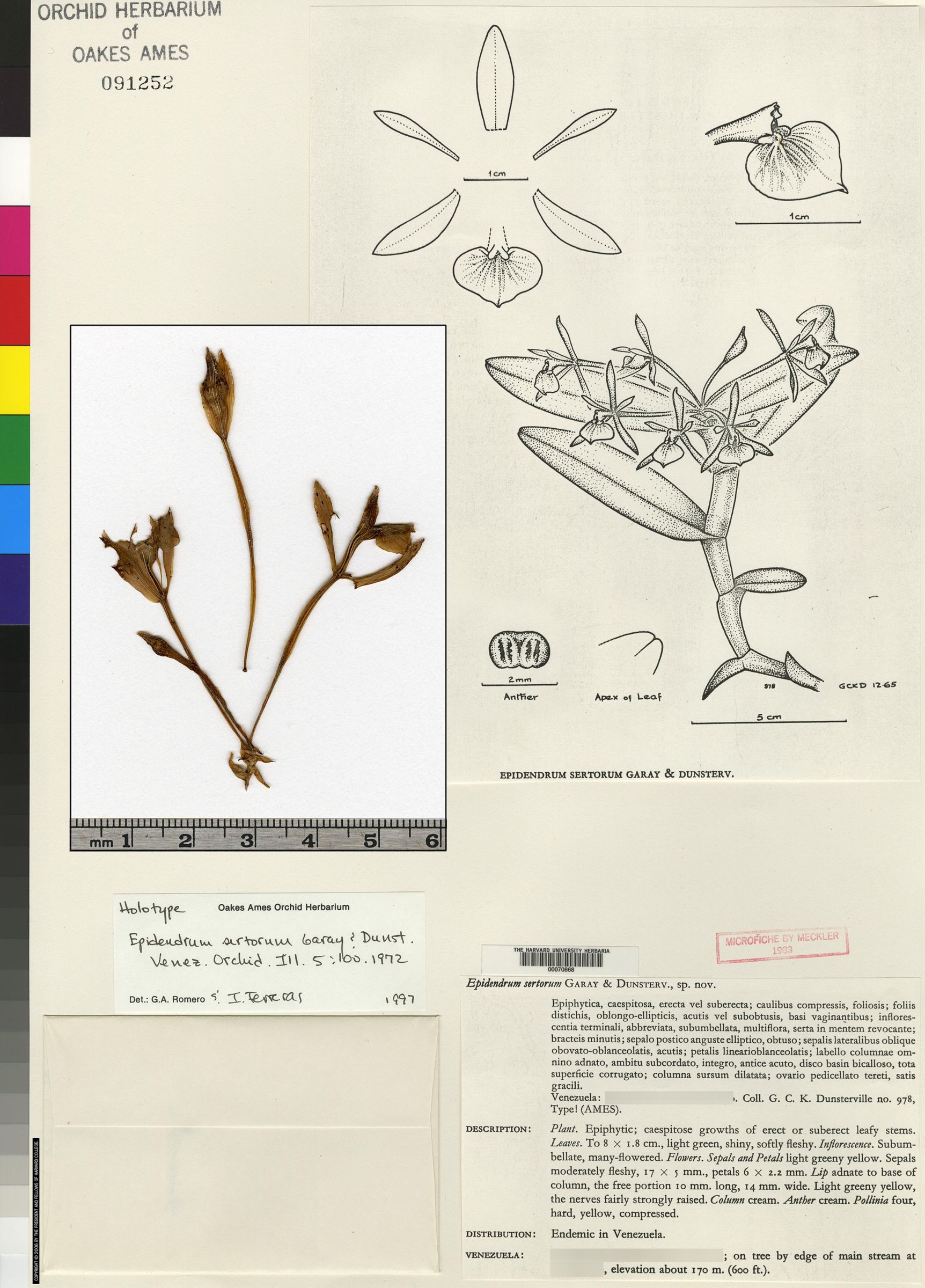 Epidendrum sertorum image