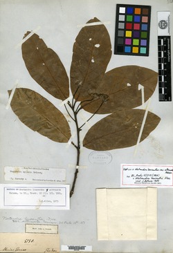 Nectandra pichurim image