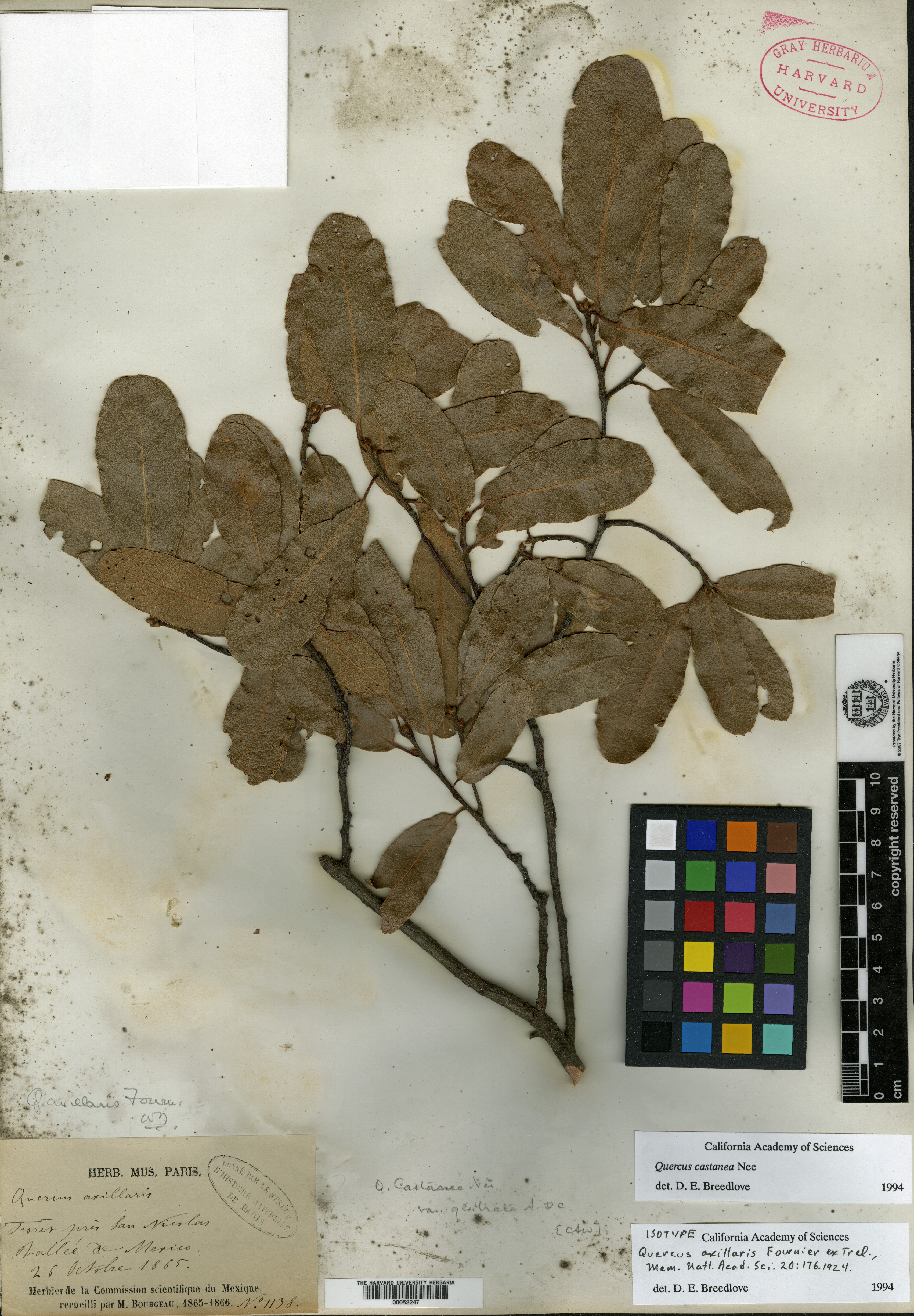 Quercus robur subsp. robur image