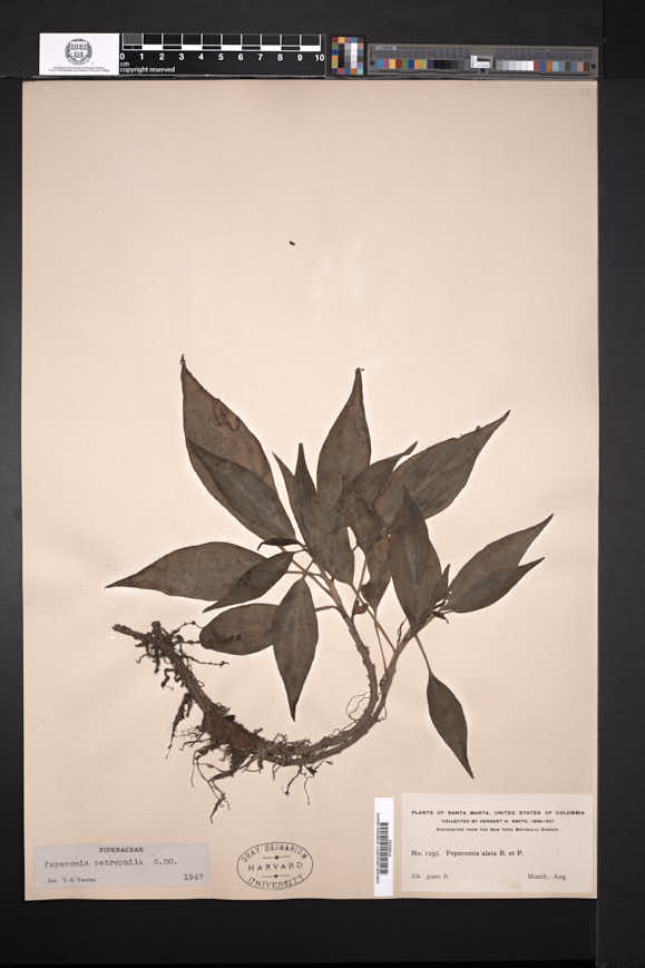 Peperomia pruinosifolia image
