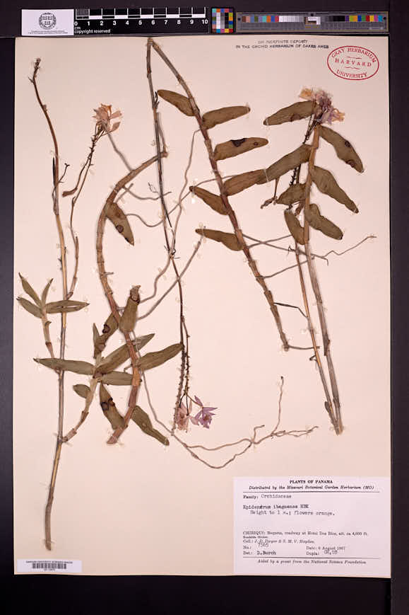 Epidendrum ibaguense image
