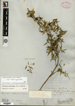 Anotis longiflora image