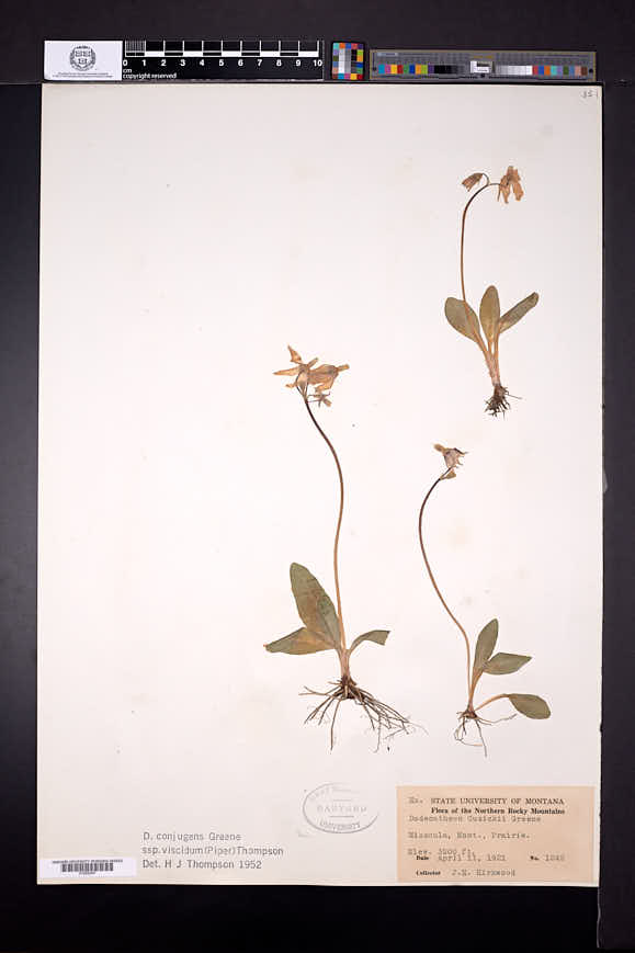 Dodecatheon conjugens subsp. viscidum image