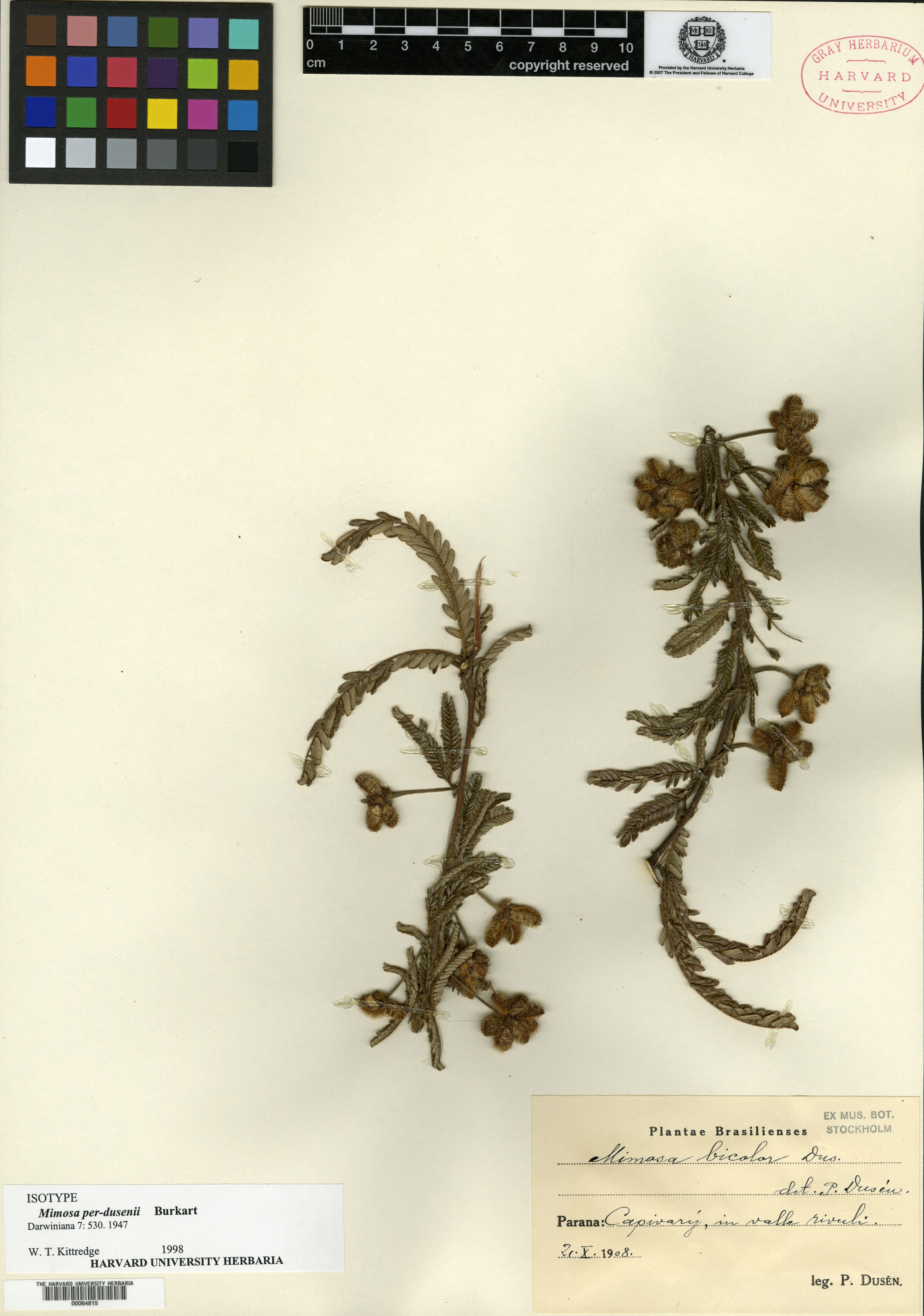 Mimosa purpurascens image