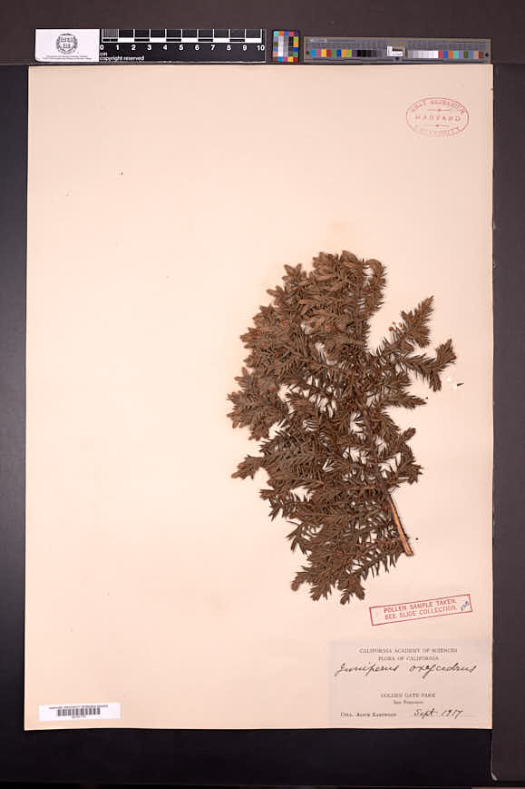 Juniperus oxycedrus image