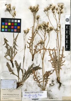 Crepis pleurocarpa image