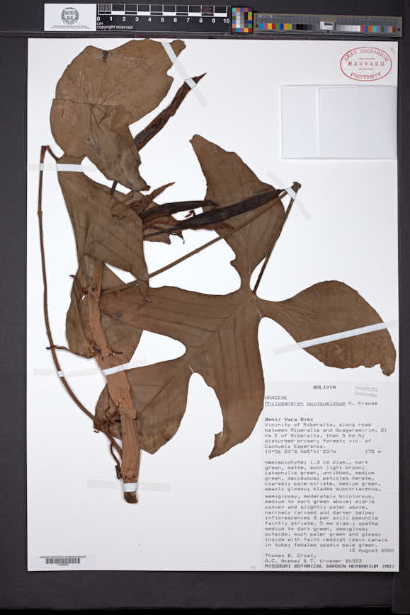 Philodendron quinquelobum image