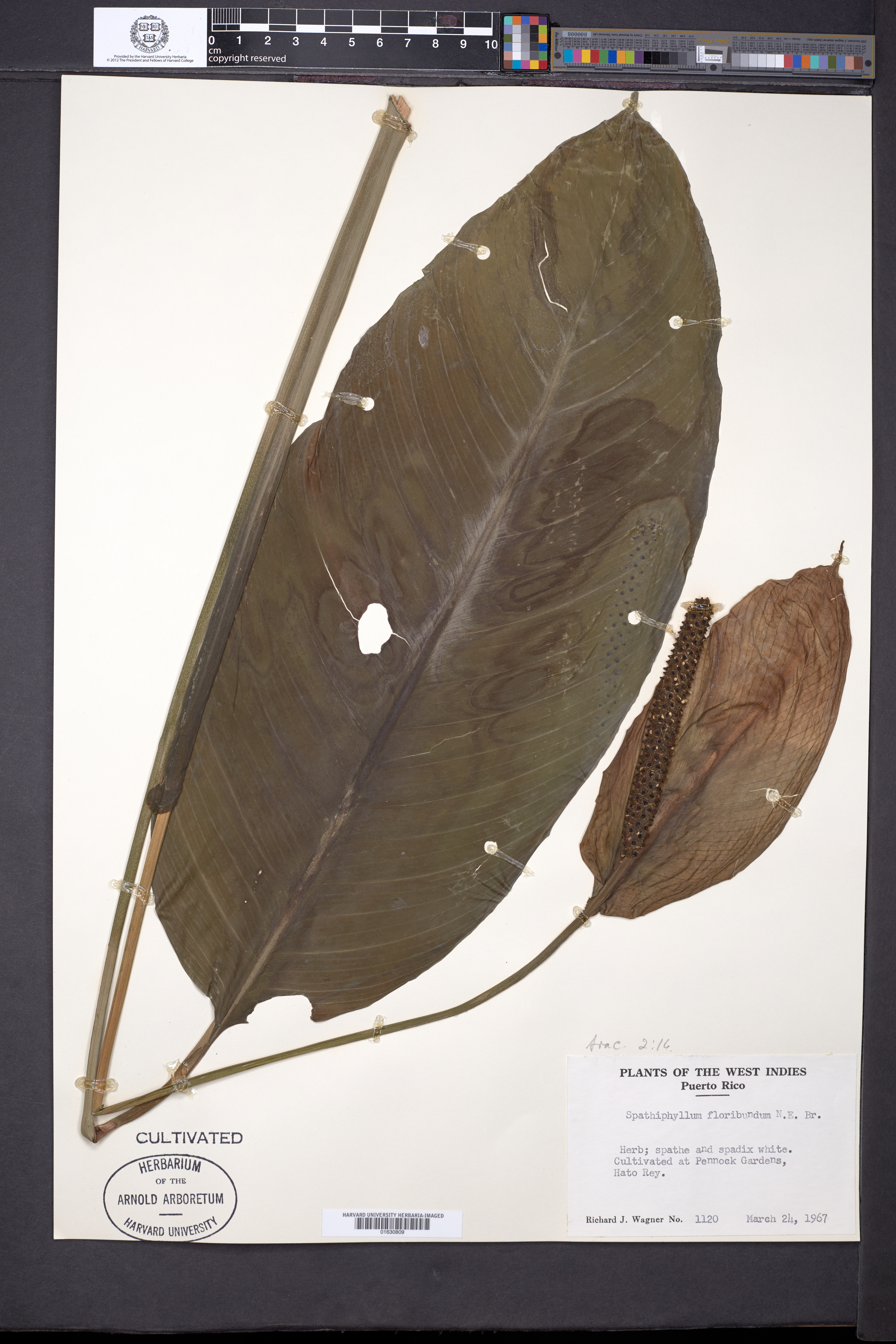 Spathiphyllum floribundum image