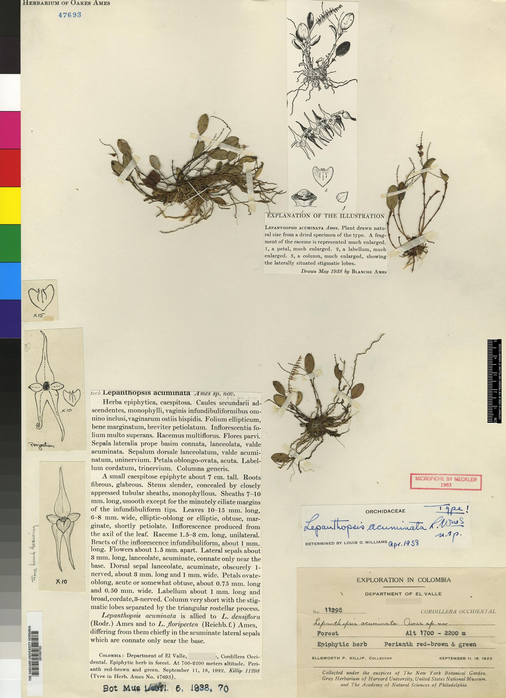 Lepanthopsis acuminata image