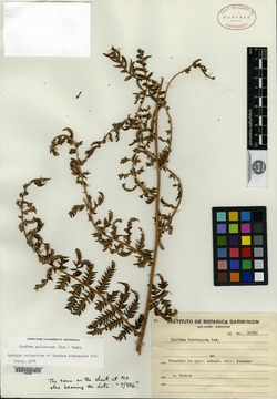 Cyathea brachypoda image