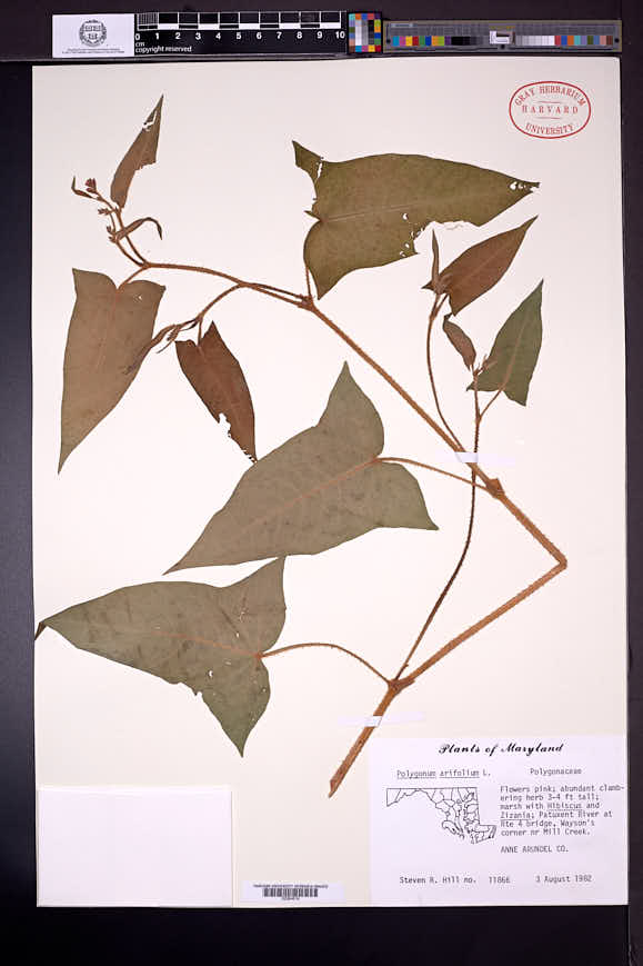 Persicaria arifolia image