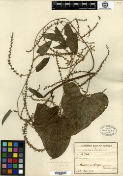 Dioscorea pubescens image