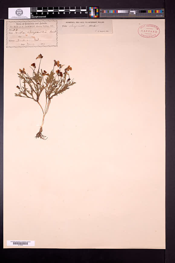 Viola chrysantha image