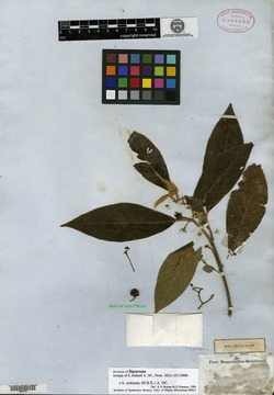 Siparuna gesnerioides image