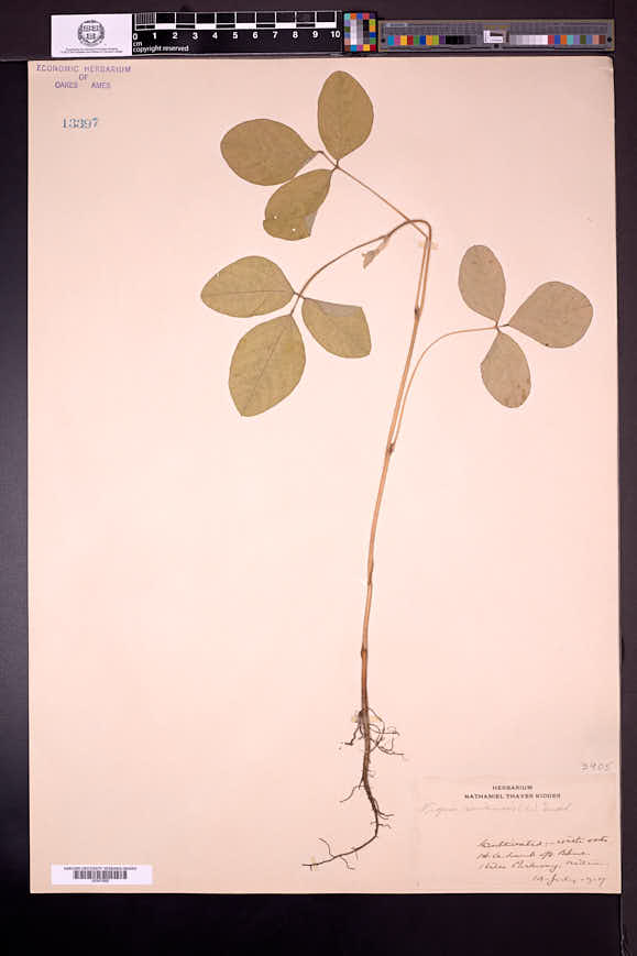 Vigna sinensis image