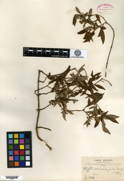 Hoffmannia pallida image