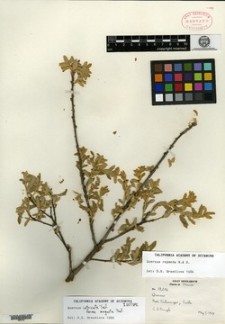 Quercus intricata image