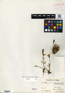 Gentiana potamophila image
