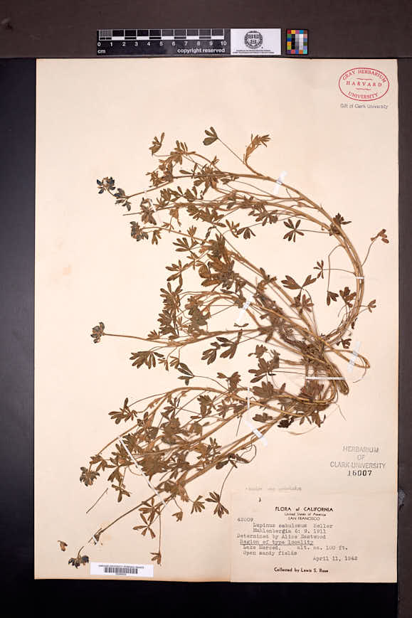 Lupinus bicolor subsp. umbellatus image