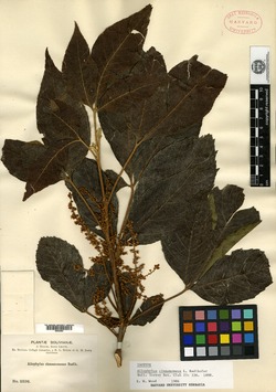 Allophylus cinnamomeus image