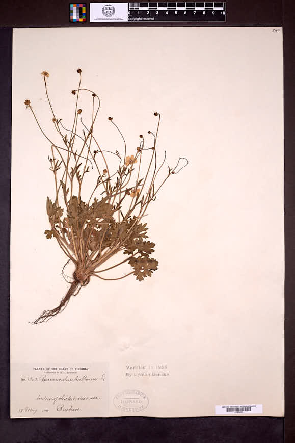 Ranunculus bulbosus image