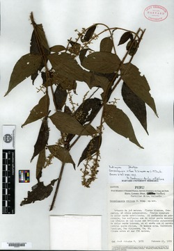 Gonzalagunia villosa image