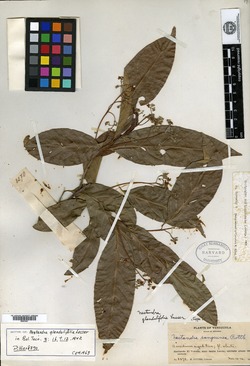 Nectandra reticulata image