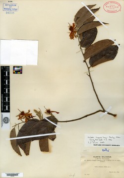 Capparis eucalyptifolia image