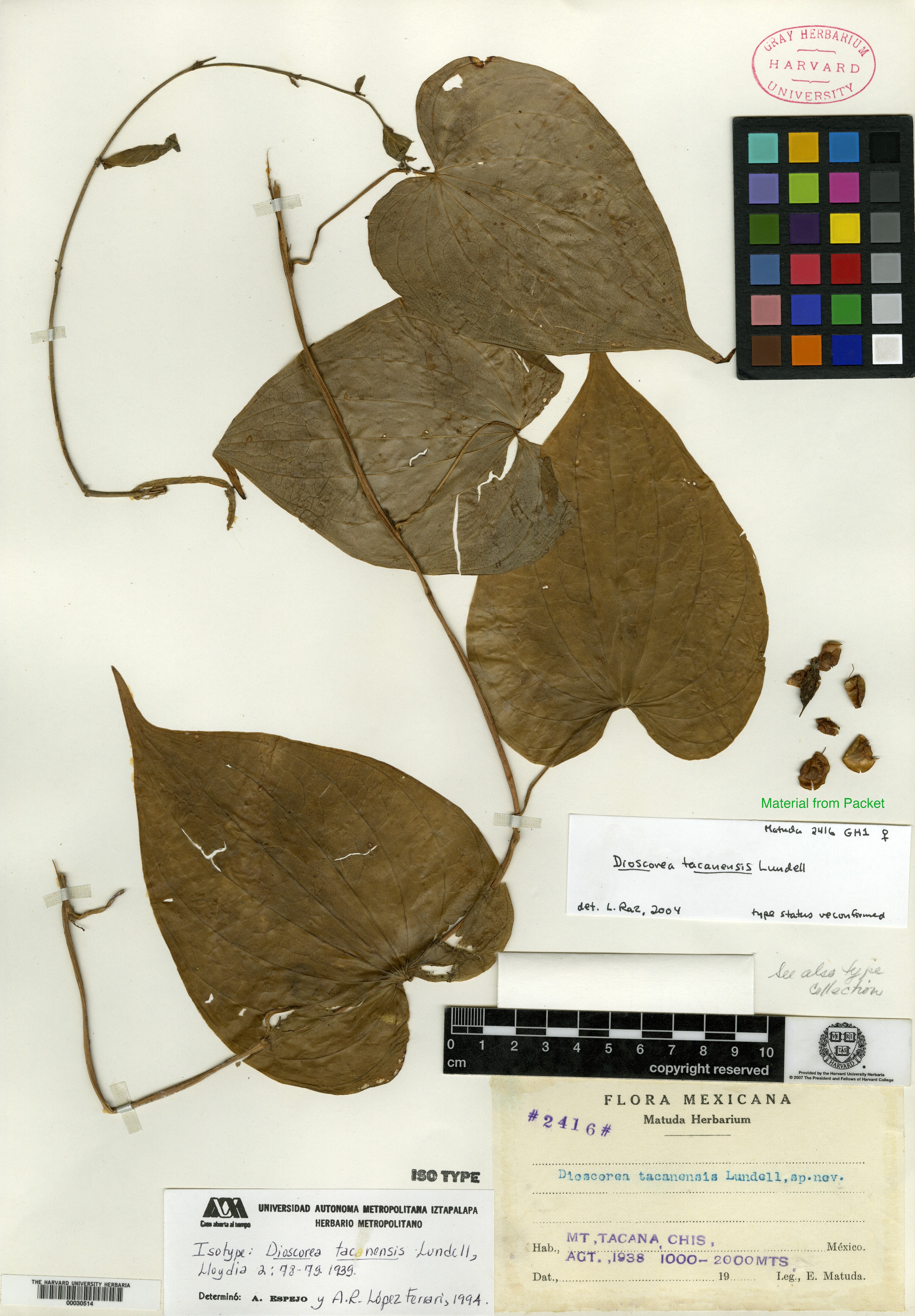 Dioscorea tacanensis image