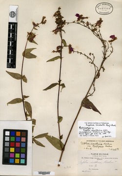 Cuphea lysimachioides image