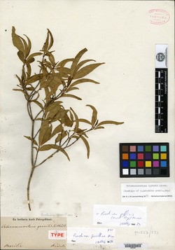 Tabernaemontana gracilis image