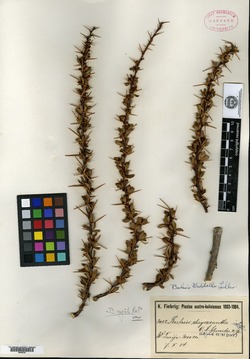 Berberis chrysacantha image