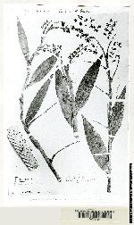 Epidendrum polyanthum image