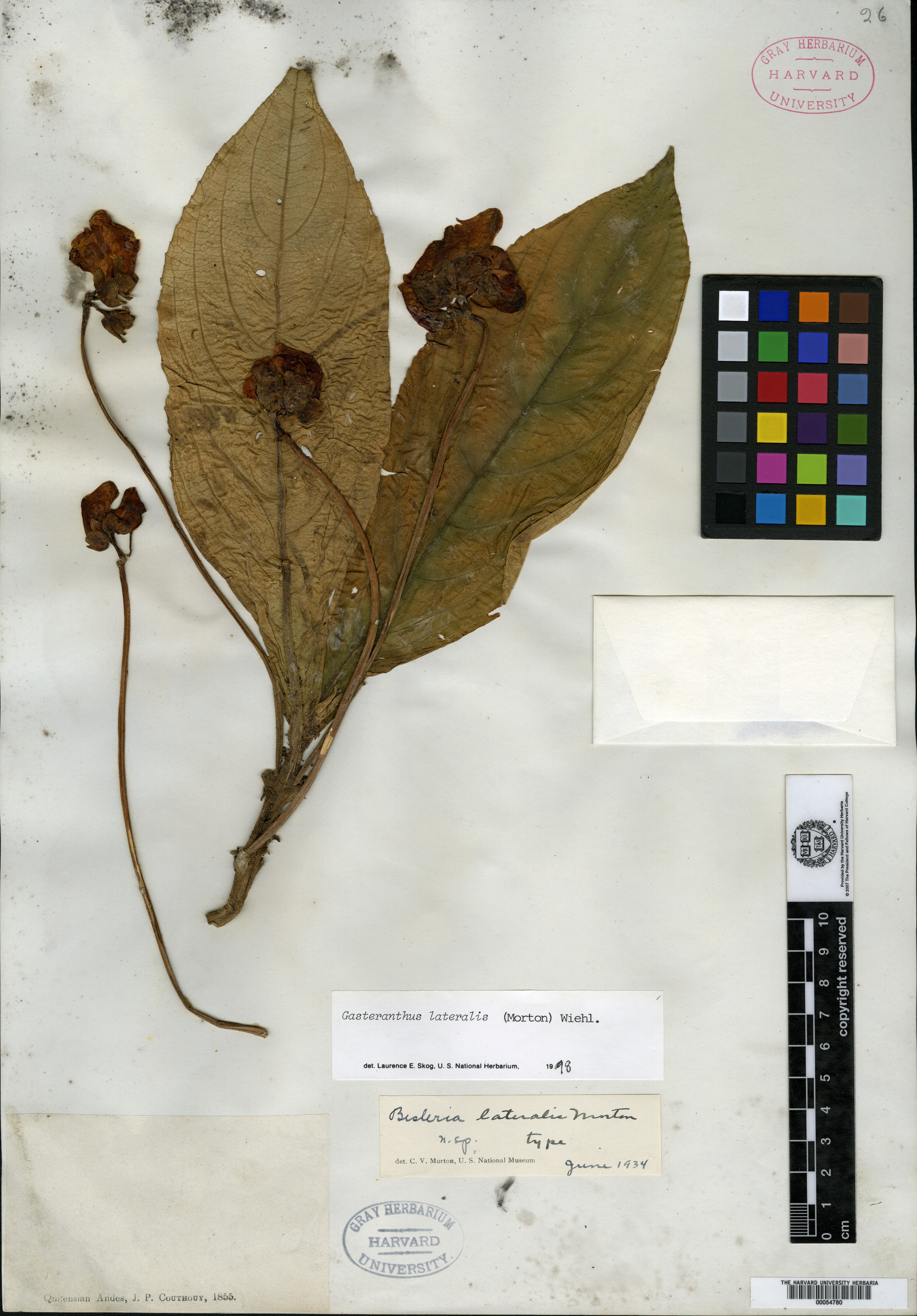 Besleria rotundifolia image