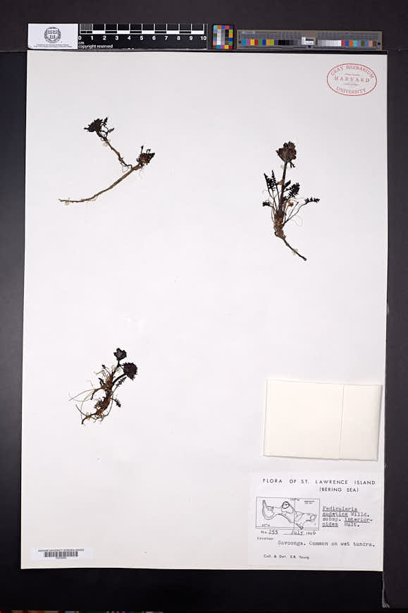 Pedicularis sudetica subsp. interior image