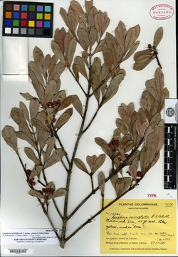 Symphonia microphylla image